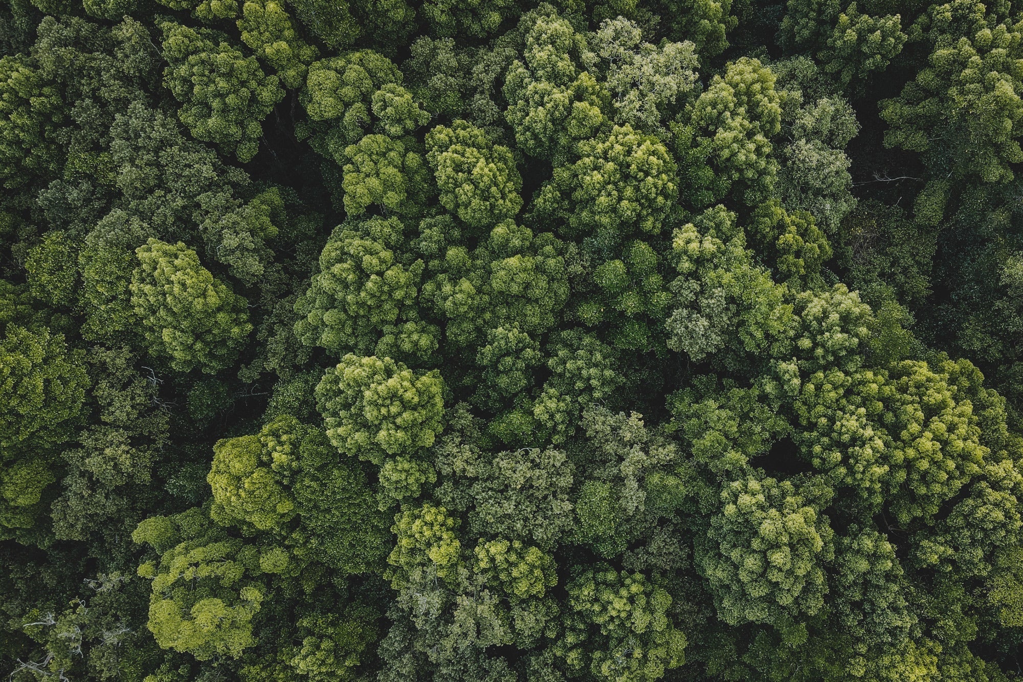 Tag des Waldes: Urwald in Deutschland, das gibt’s?